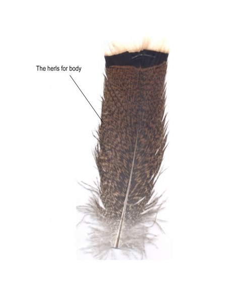 Tail feathers from the turkey