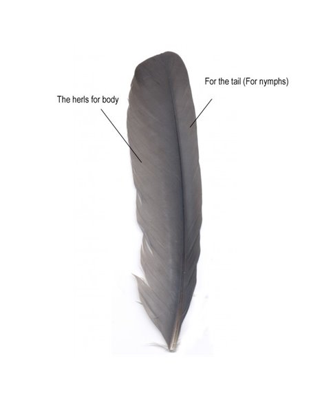 Feather from wings